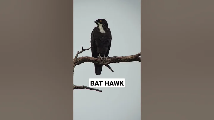 Bat Hawk #Digiscoped with @SWAROVSKI OPTIK Nature ...