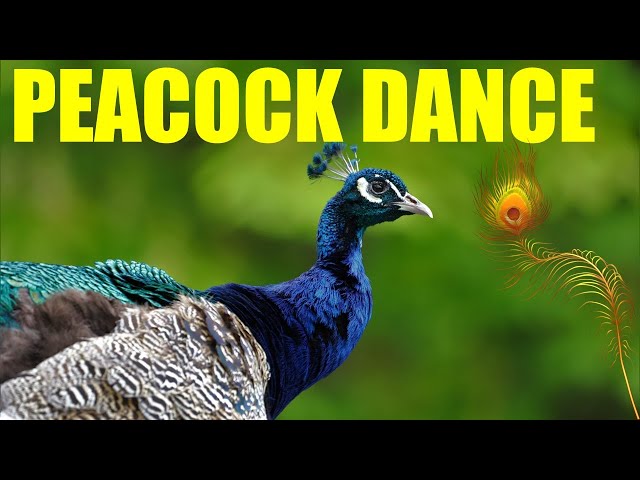 Peacock Dance and Sound - Amazing site to see - YouTube