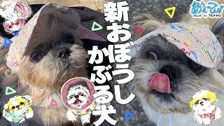 新しいおぼうしで歩いたけど、どうですか？？？？？【シーズー】