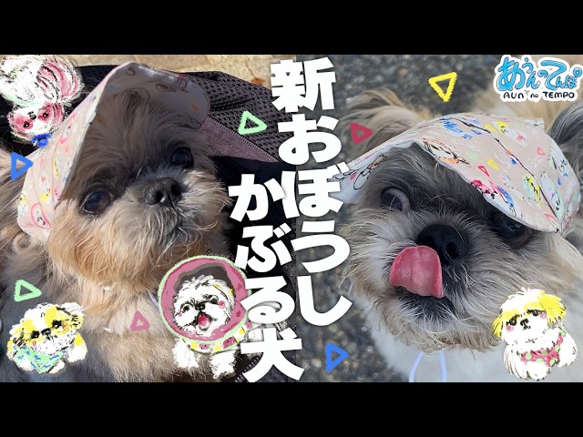 新しいおぼうしで歩いたけど、どうですか？？？？？【シーズー】 - YouTube