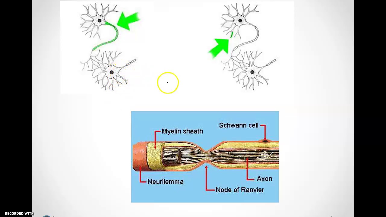 Human Nervous System - YouTube