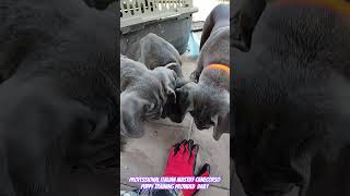 training Italian mastiff canecorso puppies sits 101 dog training #dogtraining