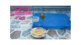 Aç Papağan Ve Sonu Ne Kadar Akıllı? Sıcak