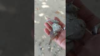 EMenk tidak perlu kucing-kucingan untuk mencuri ikan sebab dia kucing pantai #catlover #petlover