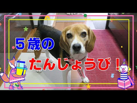 ５歳の誕生日 【おてんばビーグルふくちゃん】その267