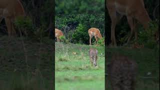 гепард в дикой природе #природа #животные