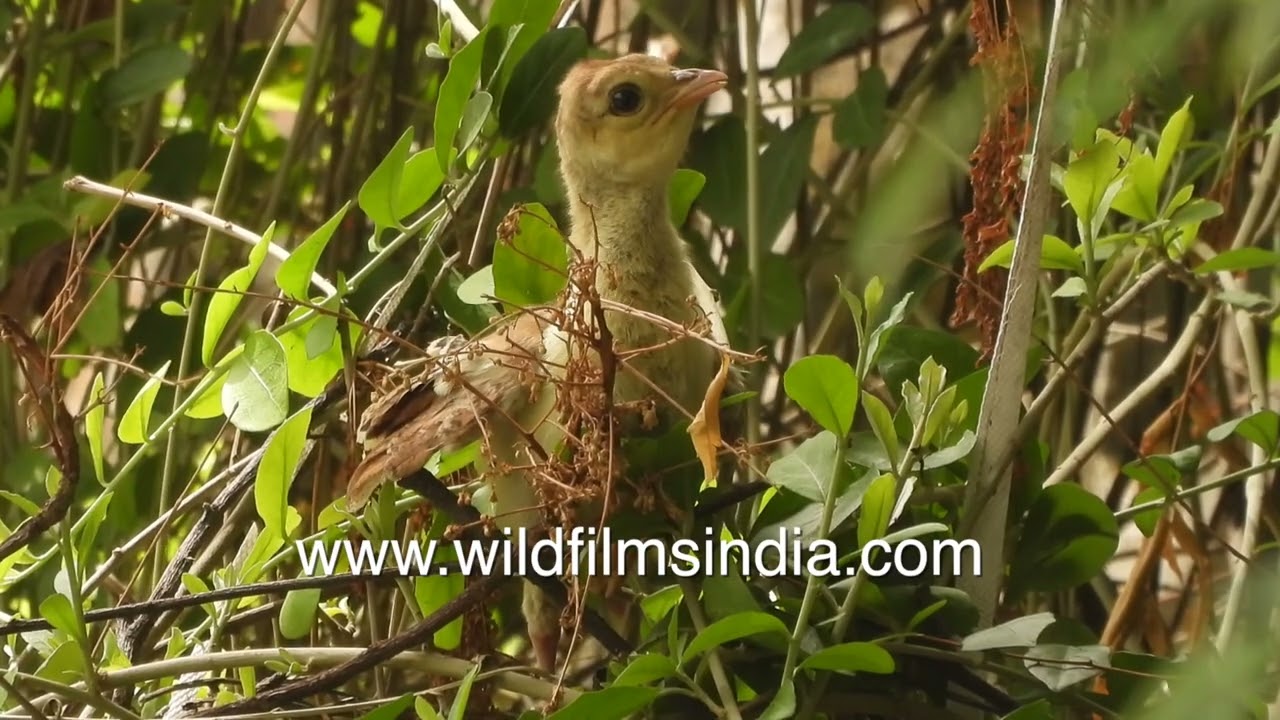 Titeeri and mor with tiny little bachchas: Lapwing chicks scuttle around a day after egg hatching
