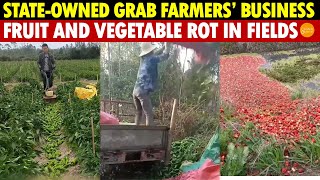 Download lagu Chinese State-Owned Companies Grab Farmers’ Business, Leading To a Price Crash and Rotting Produce
