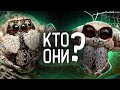 ПАУКИ  - ЧТО МЫ О НИХ НЕ ЗНАЕМ? Удивительная жизнь самых пугающих созданий на планете