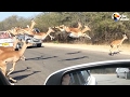 Impalas leap across the road