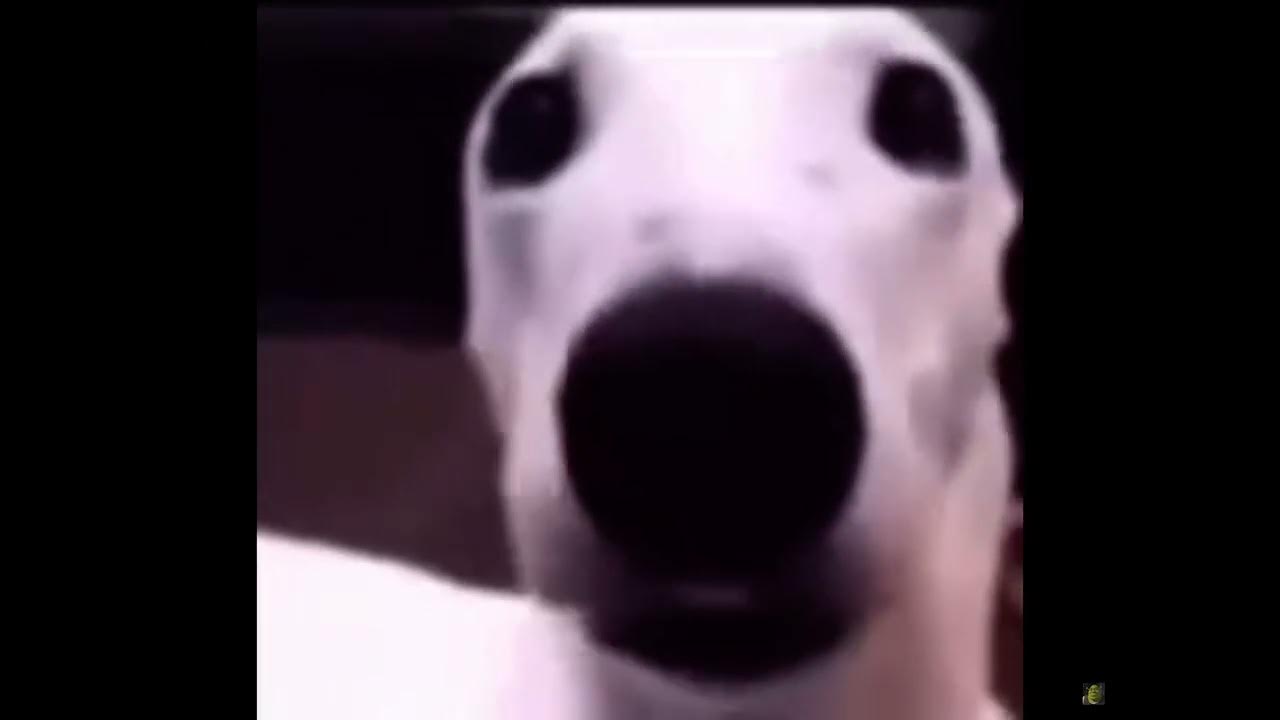 free crop ratatata dog - YouTube