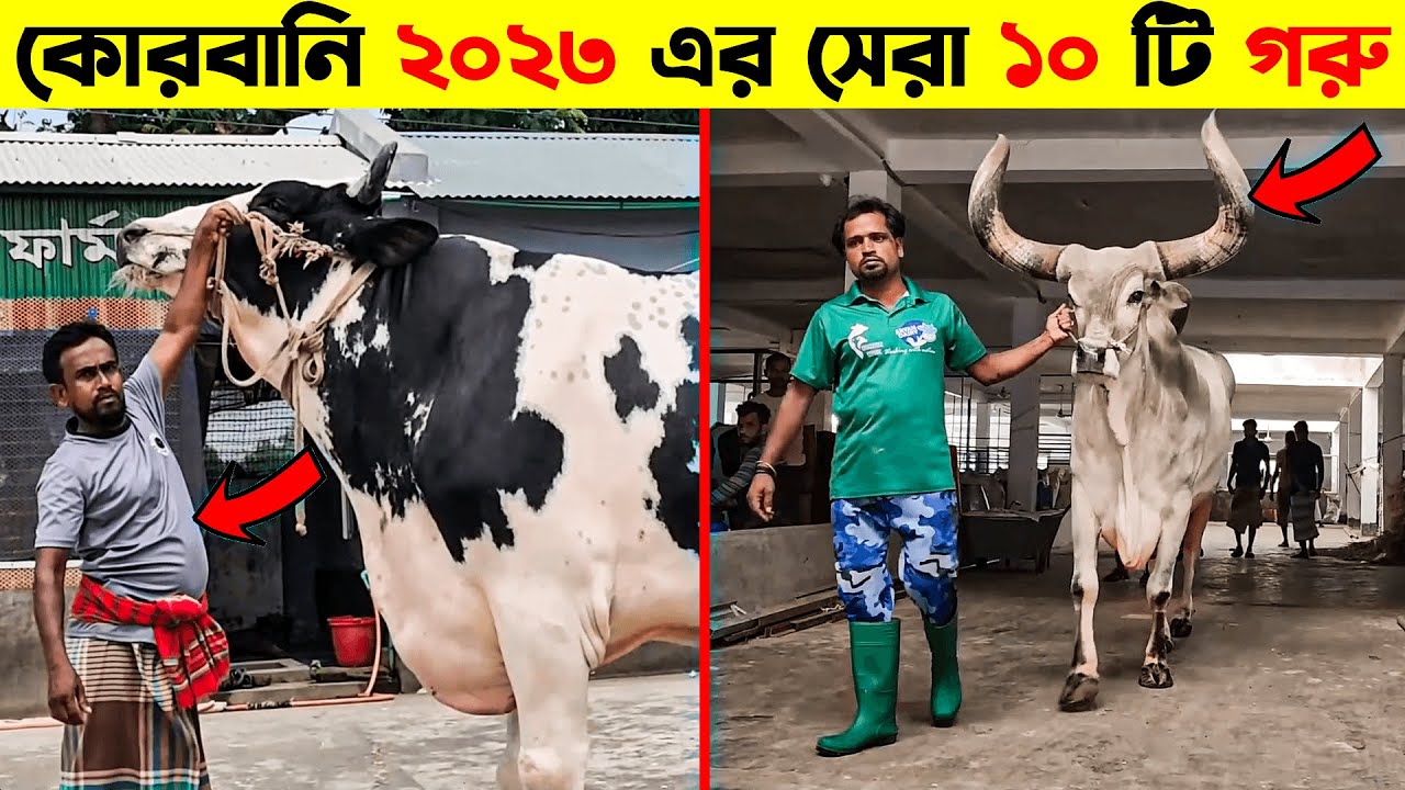 ২০২৩ কুরবানীর ১০ টি সেরা গরু Top 10 Best Cow in 2023 2023 কুরবানী