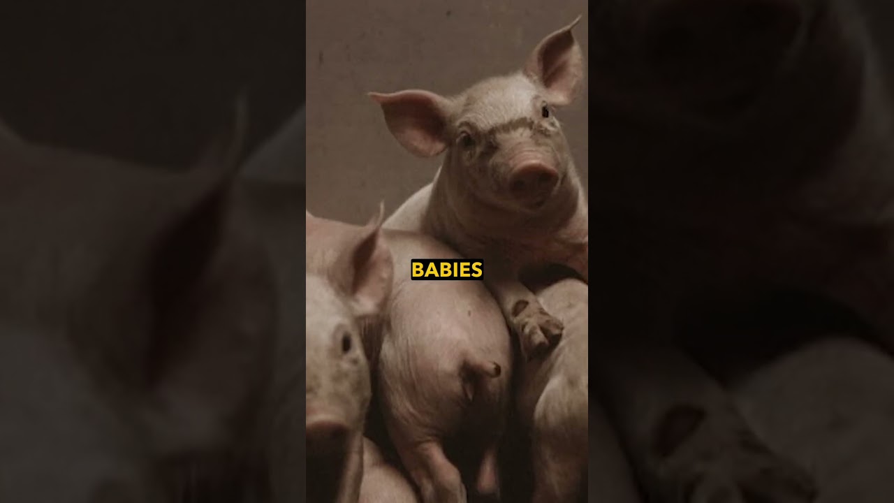 Undercover Photos Reveal the HORROR of Pig Farming 📸🐖