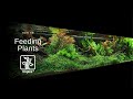 How to feed your aquarium plants