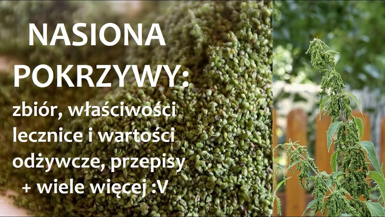 Nasiona pokrzywy - zbiór, przepisy, olej, wartości odżywcze i właściwości lecznicze +więcej
