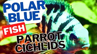 Why Own Polar Blue Parrot Cichlids - New Fish Videos 2023