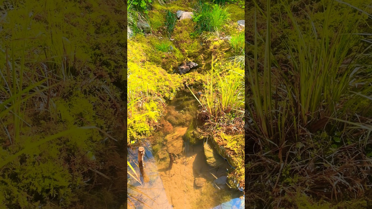 ビオトープ17年目の春