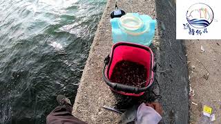 【漁酷釣具】安平新北堤釣魚去~瓜瓜花花咬~