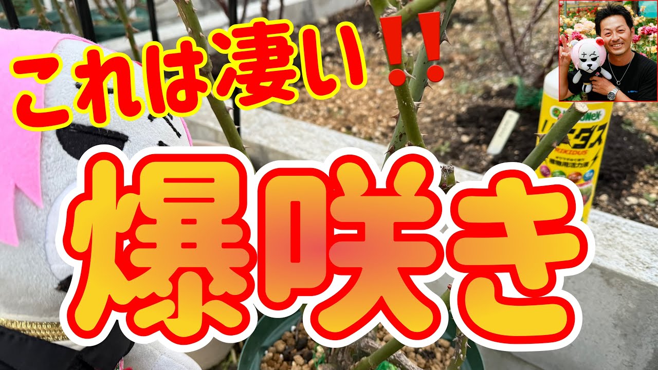 第2弾‼️【春バラ】爆咲きさせる方法🌹間違いなく沢山咲きます😊🐻