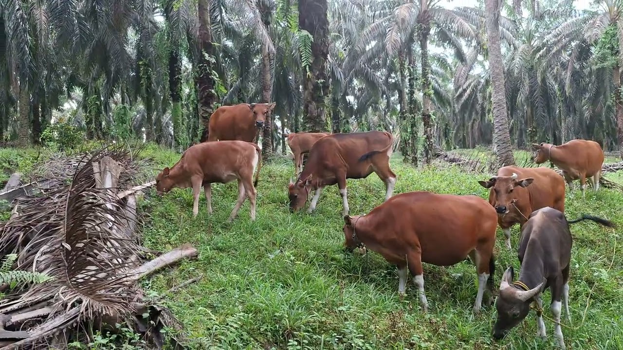 Sapi Diperkebunan Kelapa Sawit || Sapi Birahi