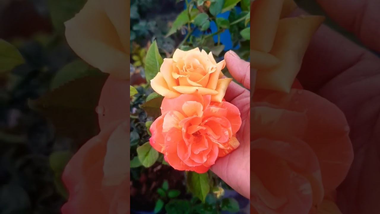 💐✨ Terrace Garden Flowers ✨💐