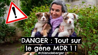 DANGER : Tout sur le gène MDR 1 !