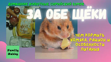 Сирийский хомяк 🐹 Чем кормить хомяка, рацион и особенности питания 🍓 За обе щёки! #еда #хомяк