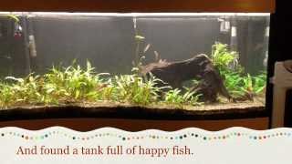 Happy Fish 12-2013