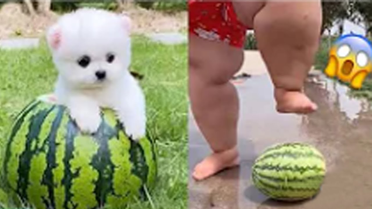 2025 Chó Phốc Sóc Mini 😍 Funny and Cute Pomeranian💖#22 直