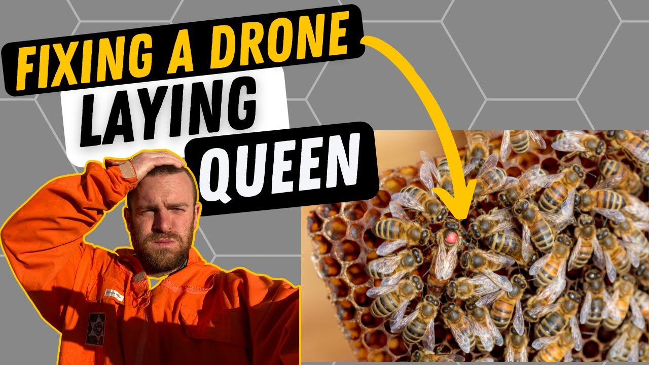 Fixing A Drone Laying Queen