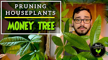 How To PRUNE Money Tree Plant (Pachira aquatica) - Pruning Big Houseplants