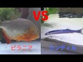 ピラニア VS カンディル肉食魚同士を混泳させた結果・・・