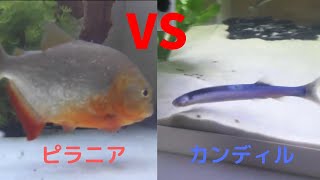 ピラニア VS カンディル肉食魚同士を混泳させた結果・・・