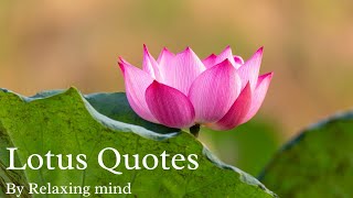 Career Overview Lotus Quotes I Relaxing mind