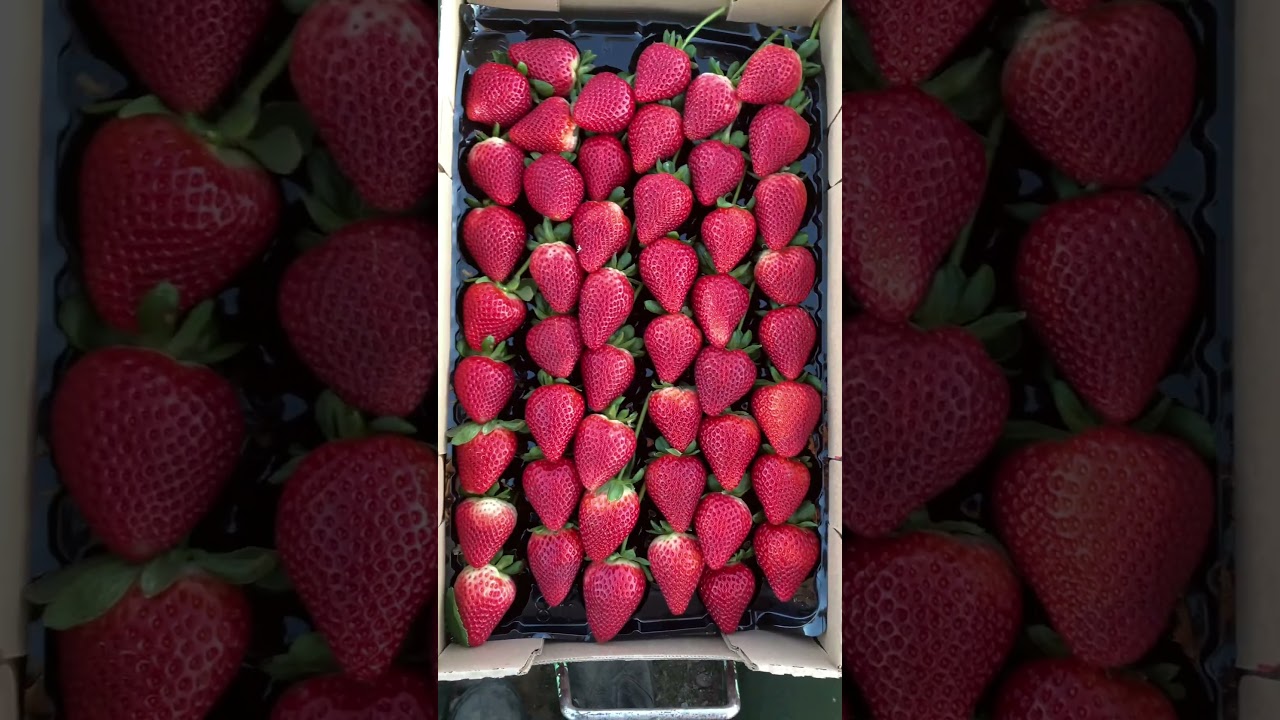 Fresas con cola para chocolate 