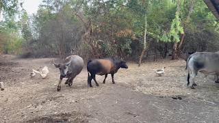 Cuddly Capys and Crazy Mozzi