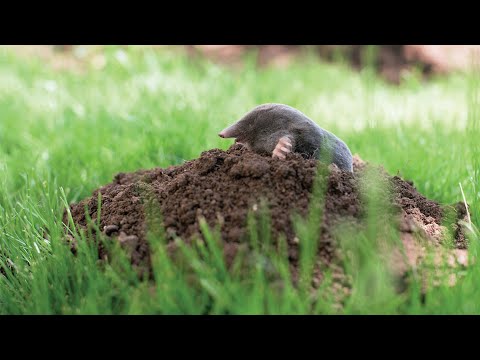 How to get rid of moles in a natural way?