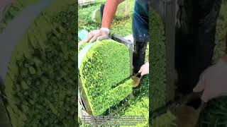 Grass Cutting Machine