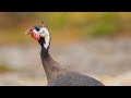 5 Years of My Life Raising Guinea Fowl With Chickens