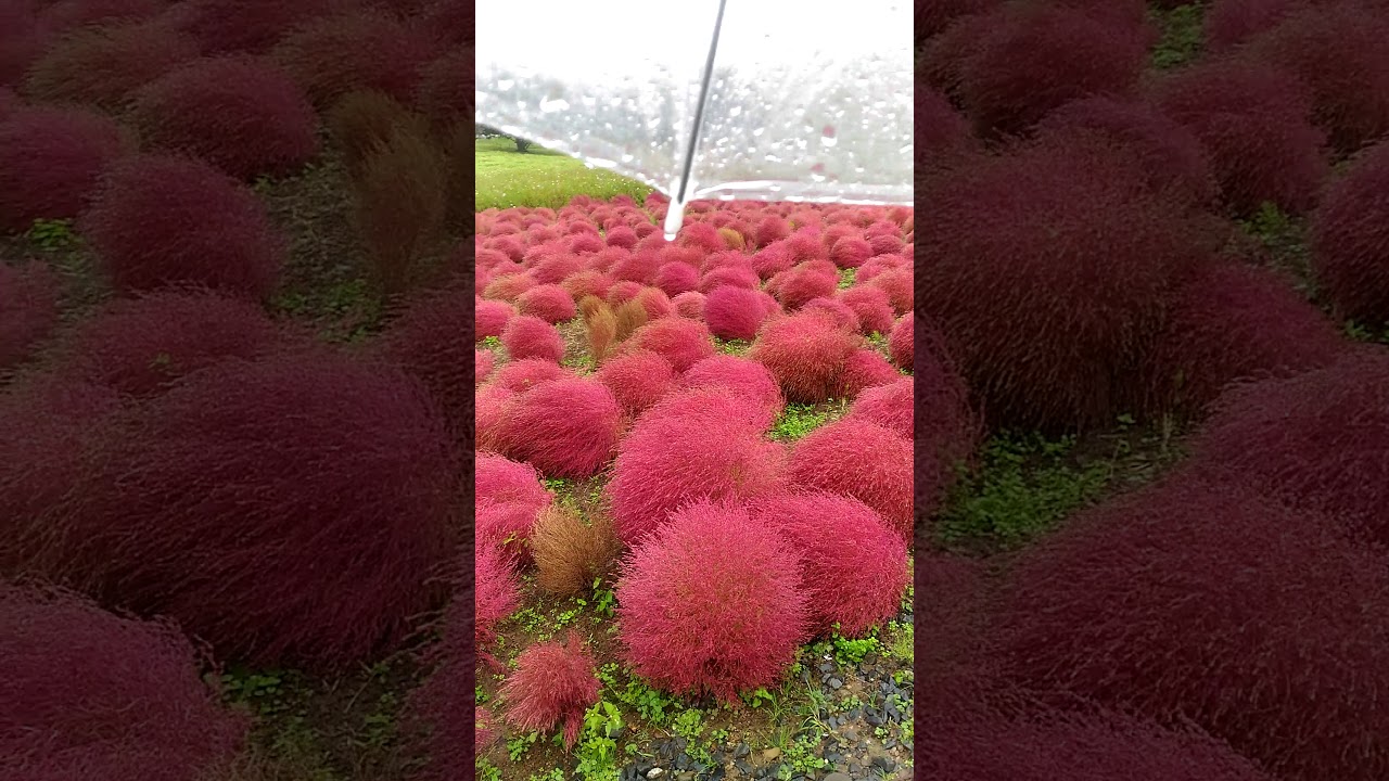 Ibaraki Flower Park Ishioka Destimap Destinations On Map