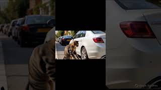 Cat Standing Up Inspecting The Car Like A Boss