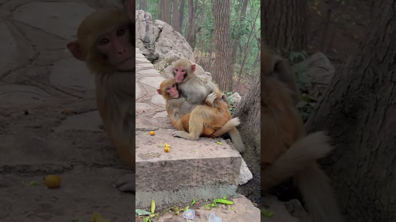 What's going on monkey