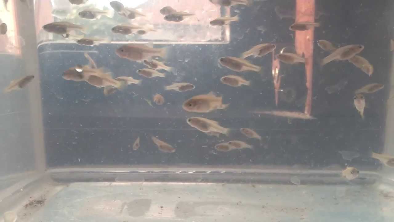 Xenotoca Eiseni fry 5 weeks old