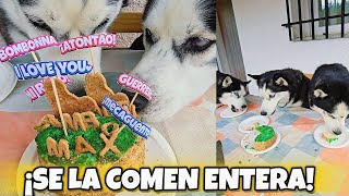 HUSKYS reaccionan a una TARTA sorpresa 🎂🐺(¡No dejaron ni las migas!)😂