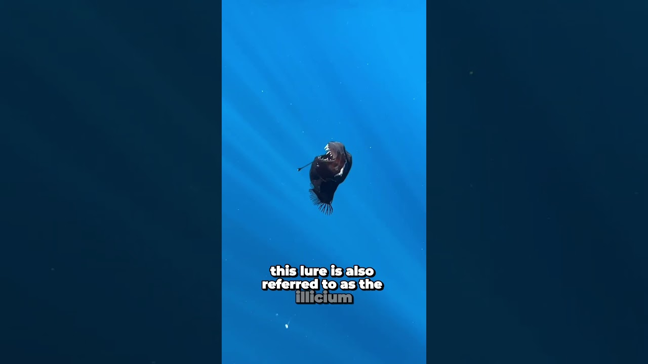 😱 RARE ‘Black Sea Monster’ FILMED NEAR THE SURFACE?! | Humpback Anglerfish Sighting 🐟 