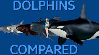 Dolphins compared in 3D. From largest to smallest!