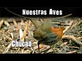 CHUCAO - Serie Nuestras Aves
