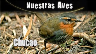 CHUCAO - Our Birds Series screenshot 3