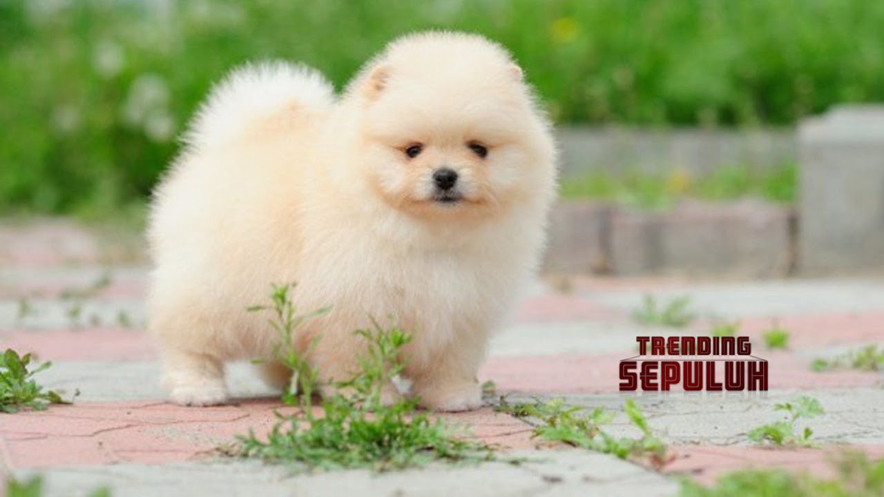 10 JENIS ANJING PALING POPULER DI DUNIA - YouTube