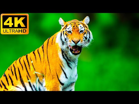 Animals Of The World Scenic Wildlife Film With Calming Music